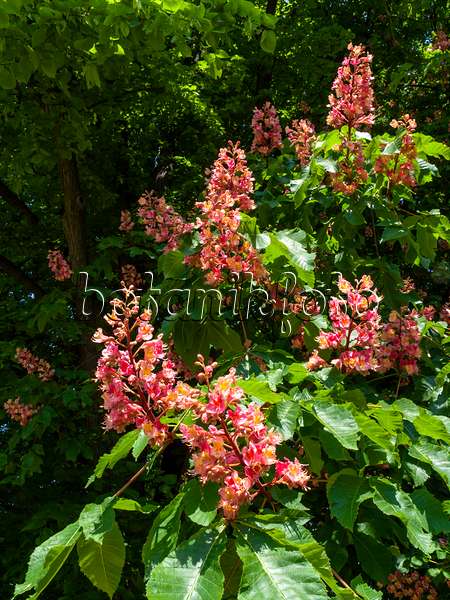 437266 - Marronnier à fleurs rouges (Aesculus x carnea)