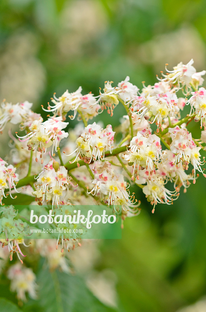 533297 - Marronnier du Japon (Aesculus turbinata)