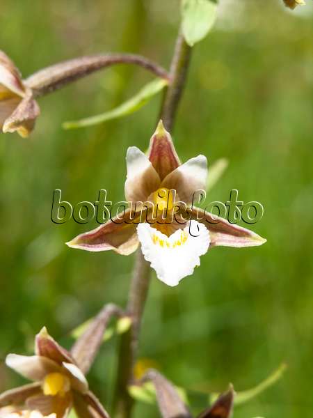 439336 - Marsh helleborine (Epipactis palustris)