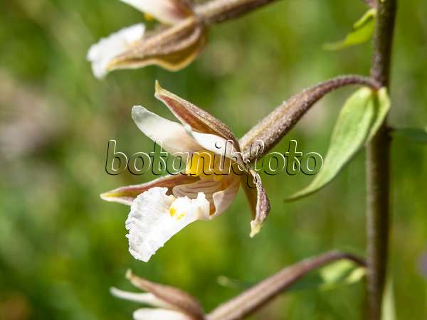 439337 - Marsh helleborine (Epipactis palustris)