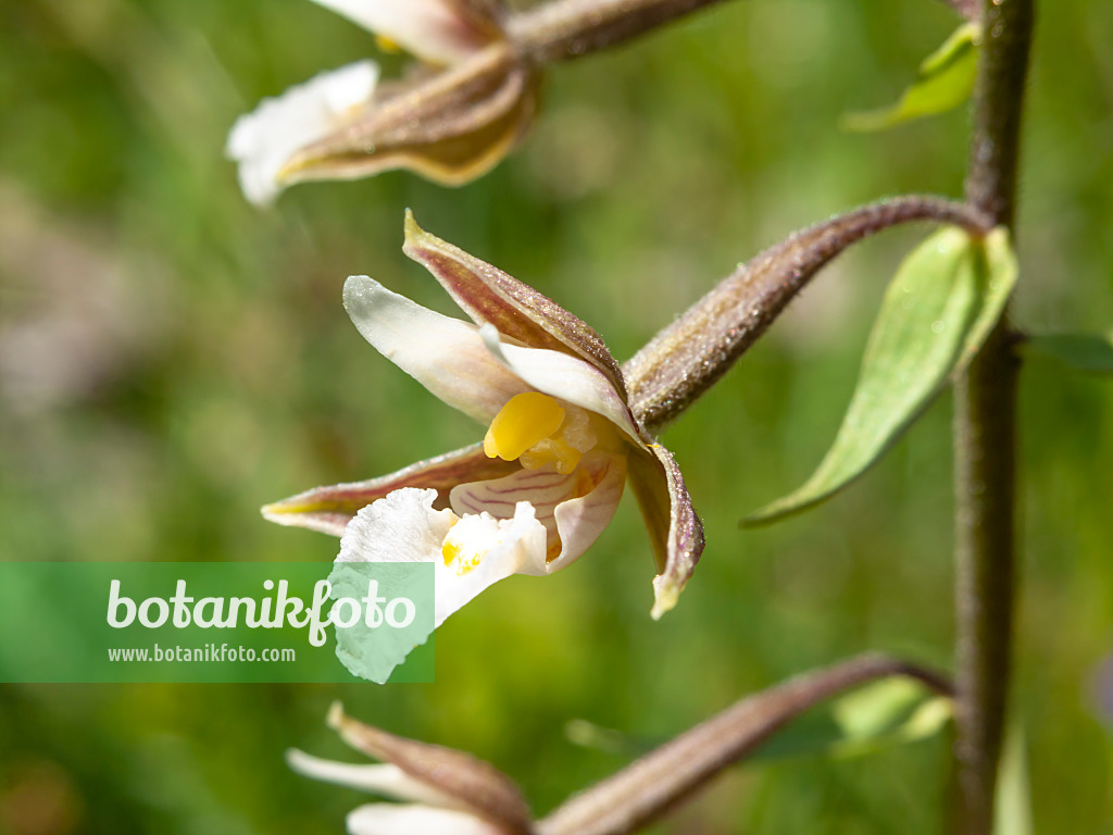 439337 - Marsh helleborine (Epipactis palustris)