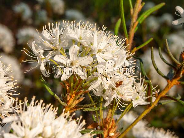448054 - Marsh Labrador tea (Ledum palustre syn. Rhododendron tomentosum)
