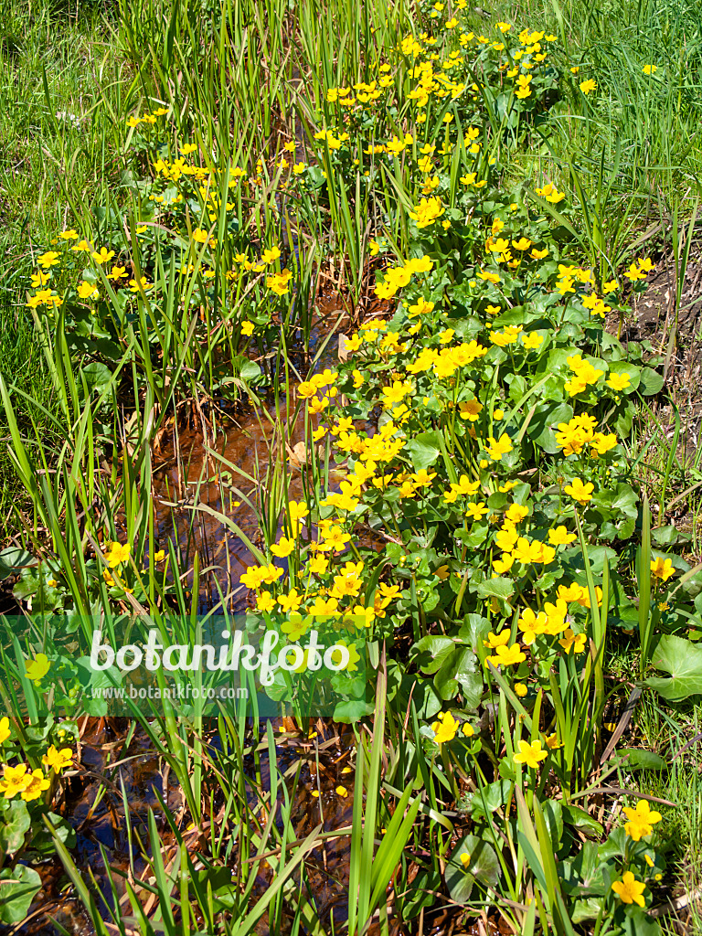 483358 - Marsh marigold (Caltha palustris)