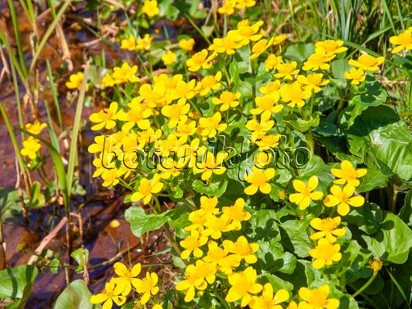 483360 - Marsh marigold (Caltha palustris)