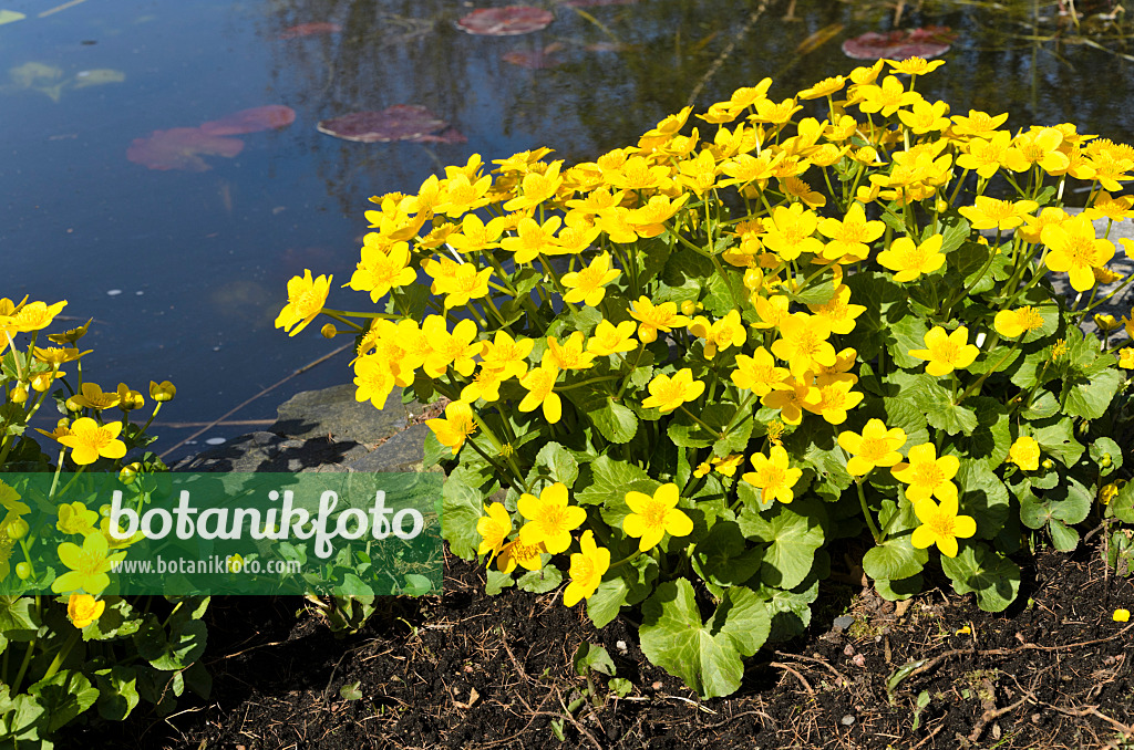 495194 - Marsh marigold (Caltha palustris)