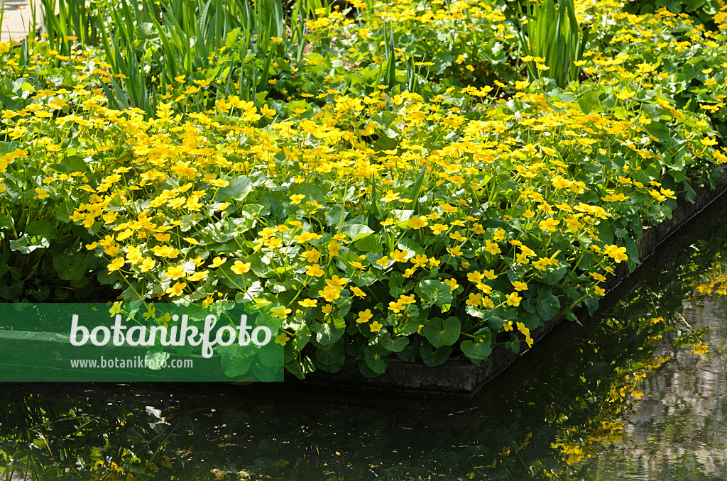 495222 - Marsh marigold (Caltha palustris)