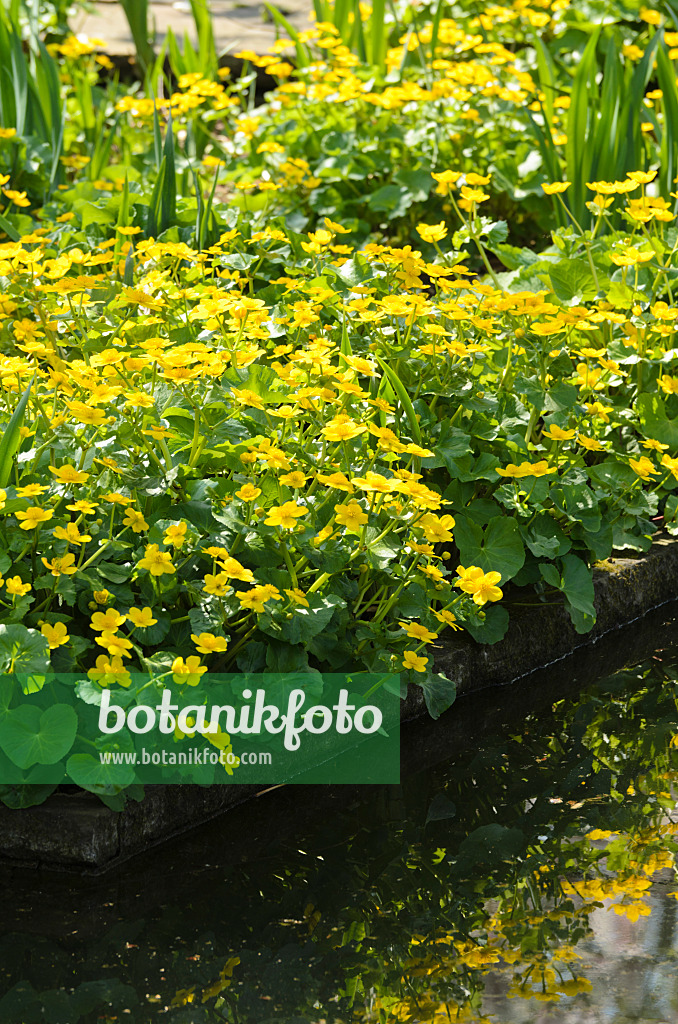 495223 - Marsh marigold (Caltha palustris)