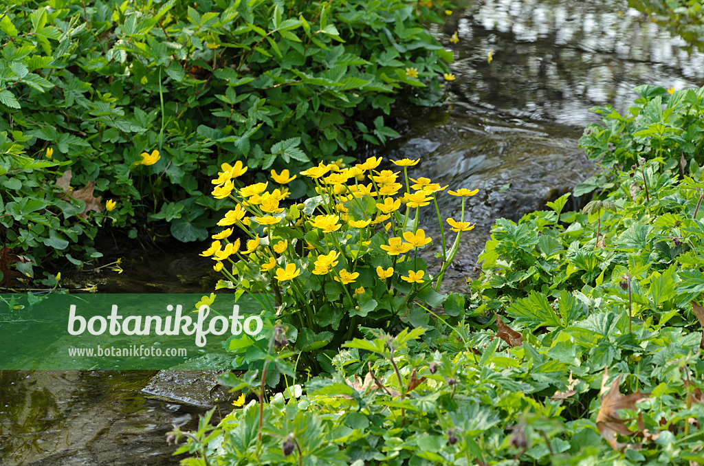 495246 - Marsh marigold (Caltha palustris)