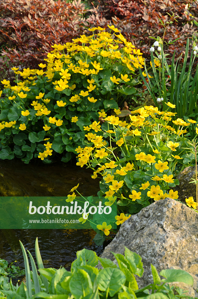 495247 - Marsh marigold (Caltha palustris)