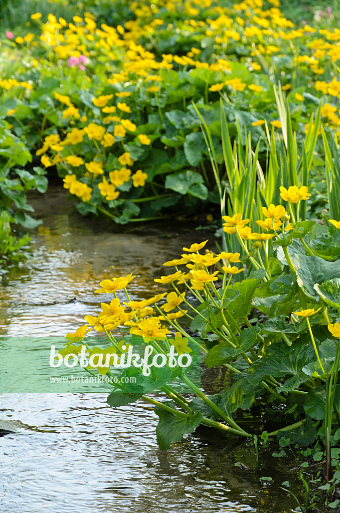 495248 - Marsh marigold (Caltha palustris)