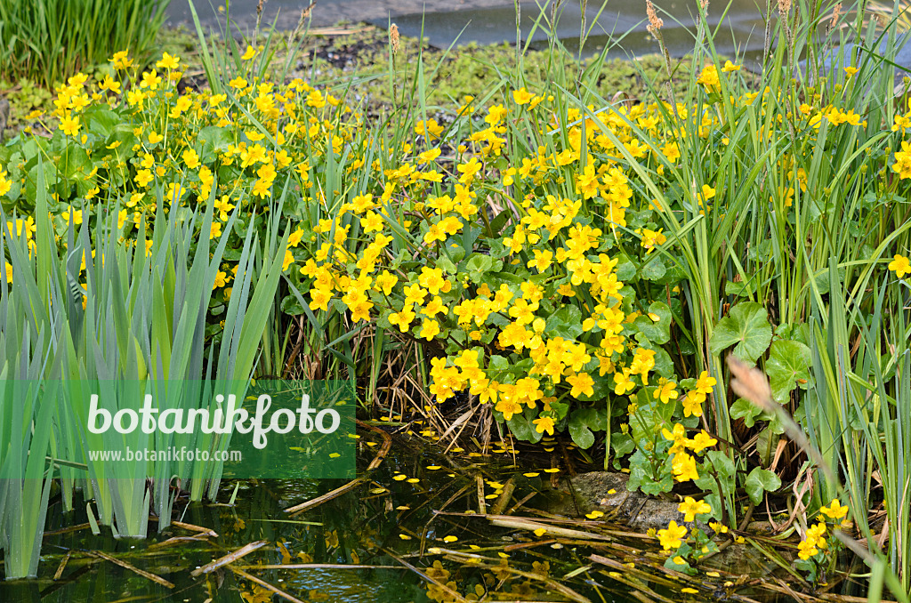 531109 - Marsh marigold (Caltha palustris)