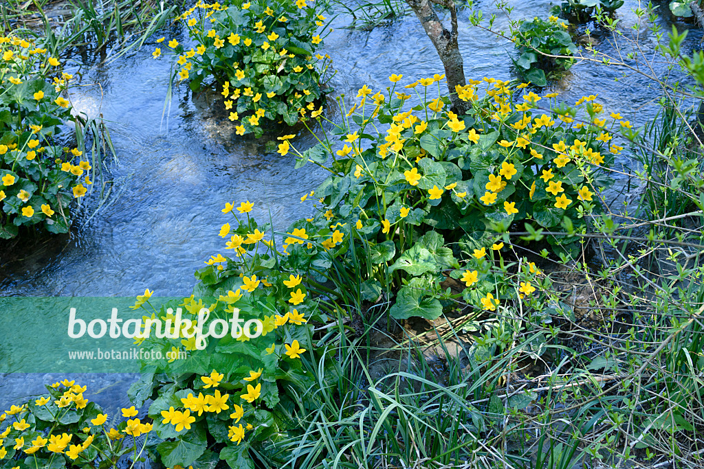 568020 - Marsh marigold (Caltha palustris)