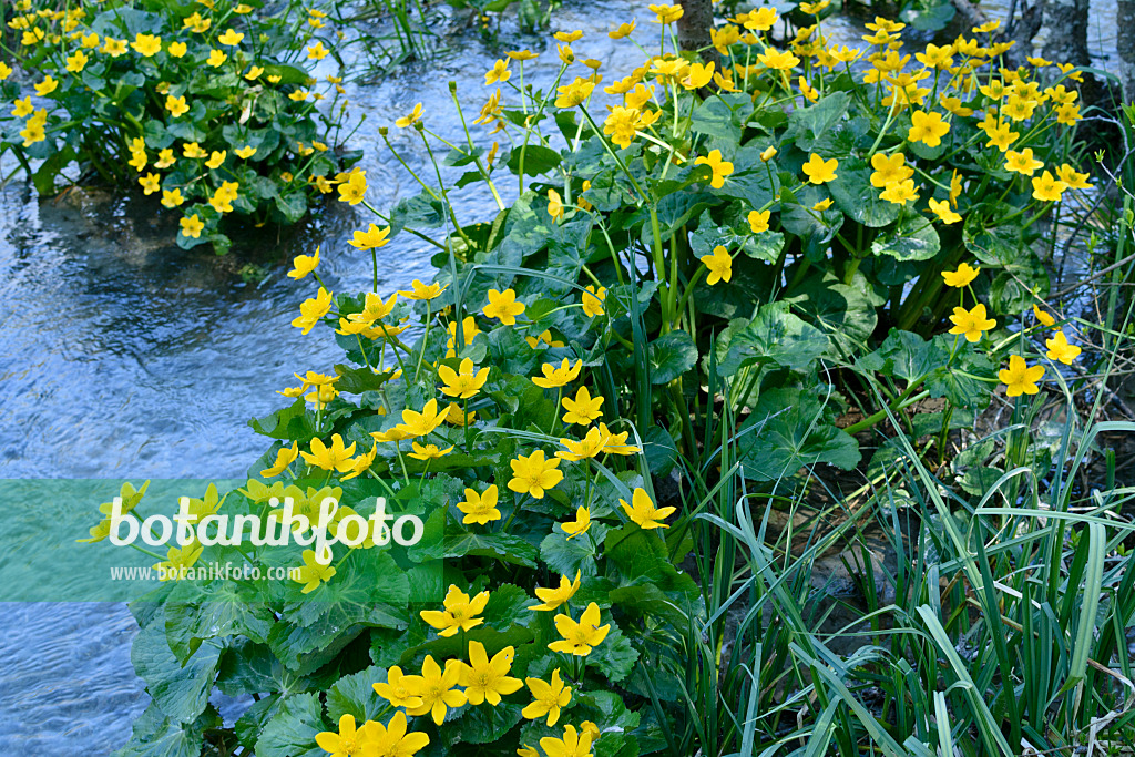 568022 - Marsh marigold (Caltha palustris)