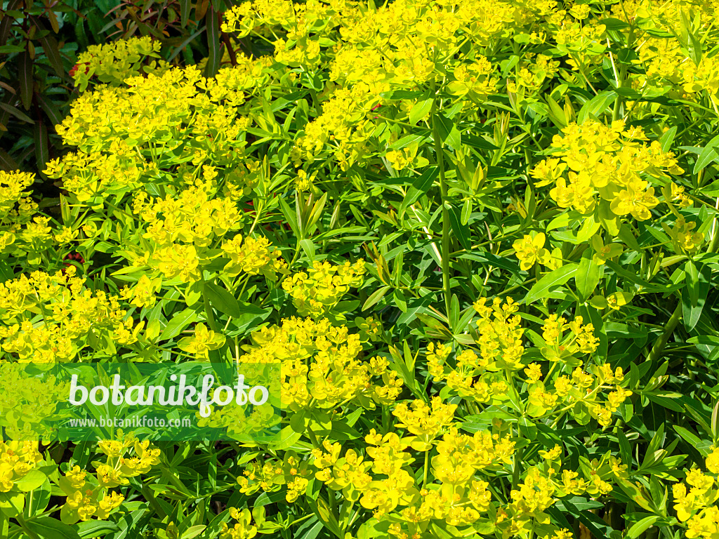 437246 - Marsh spurge (Euphorbia palustris)