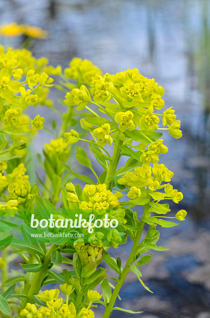 531183 - Marsh spurge (Euphorbia palustris)