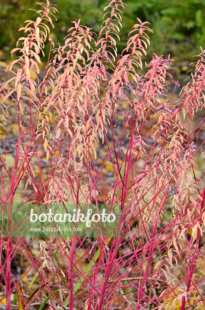 525290 - Marsh spurge (Euphorbia palustris 'Herbstfeuer')