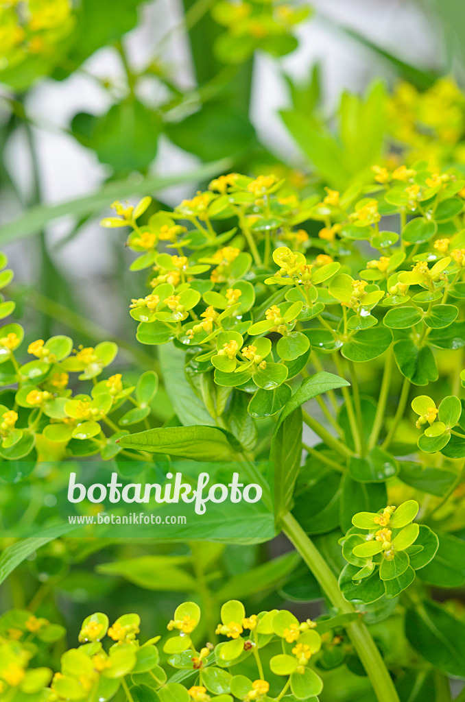 520414 - Marsh spurge (Euphorbia palustris 'Typ Schuster')