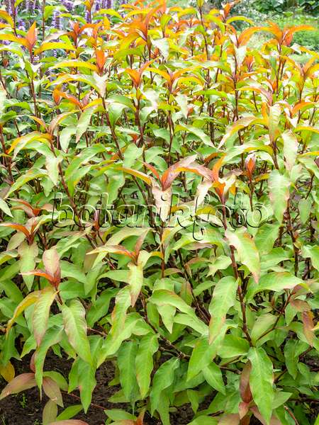487202 - Marshpepper knotweed (Persicaria hydropiper syn. Polygonum hydropiper)