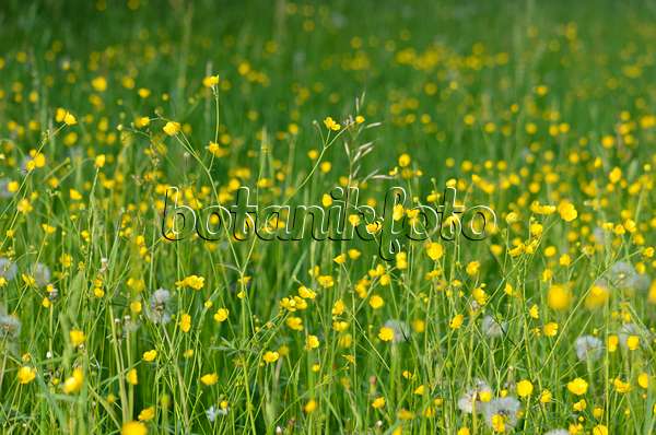 520314 - Meadow buttercup (Ranunculus acris)