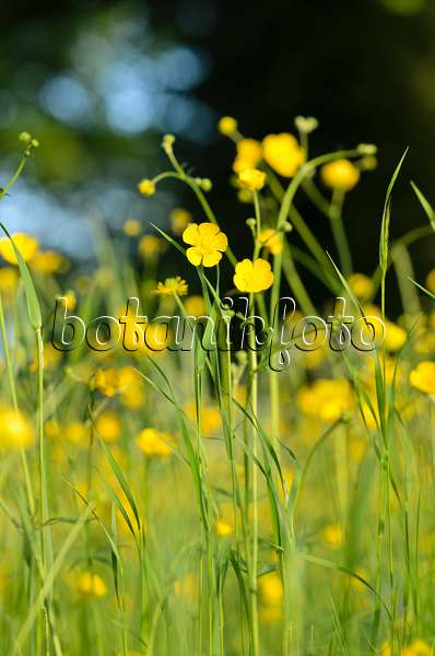 520315 - Meadow buttercup (Ranunculus acris)