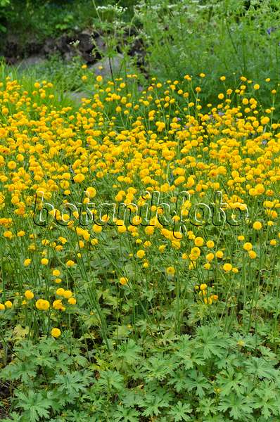 496229 - Meadow buttercup (Ranunculus acris 'Multiplex')