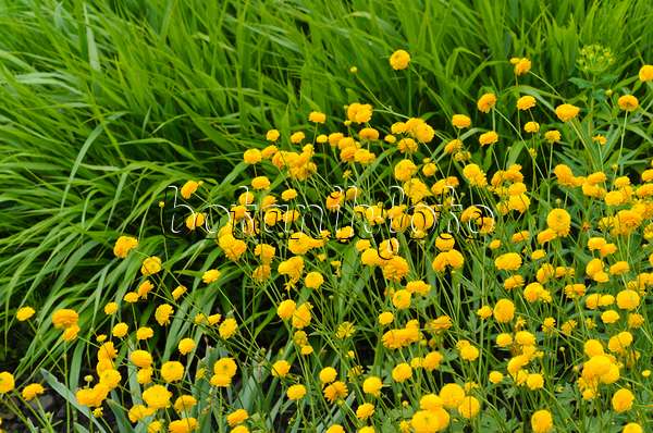 496230 - Meadow buttercup (Ranunculus acris 'Multiplex')