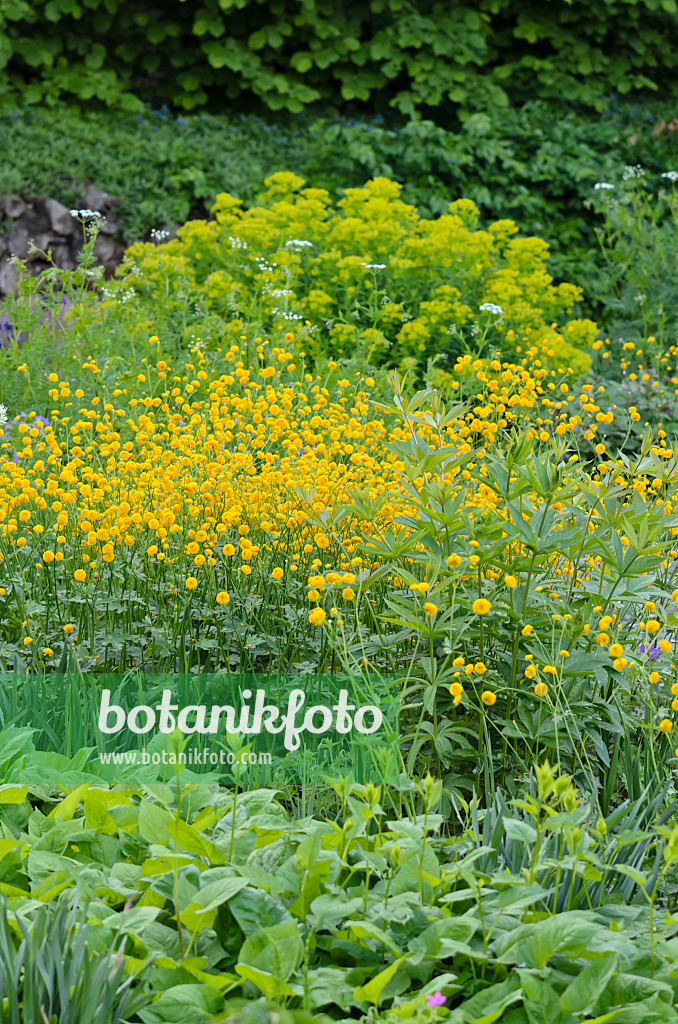 520346 - Meadow buttercup (Ranunculus acris 'Multiplex')