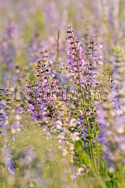 472088 - Meadow clary (Salvia pratensis)