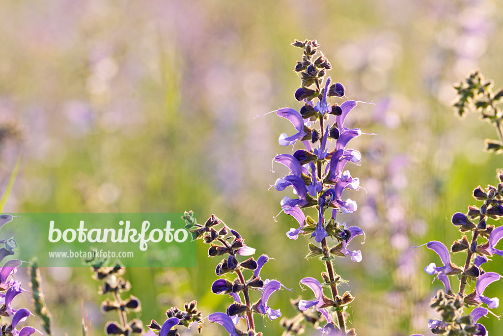 472089 - Meadow clary (Salvia pratensis)