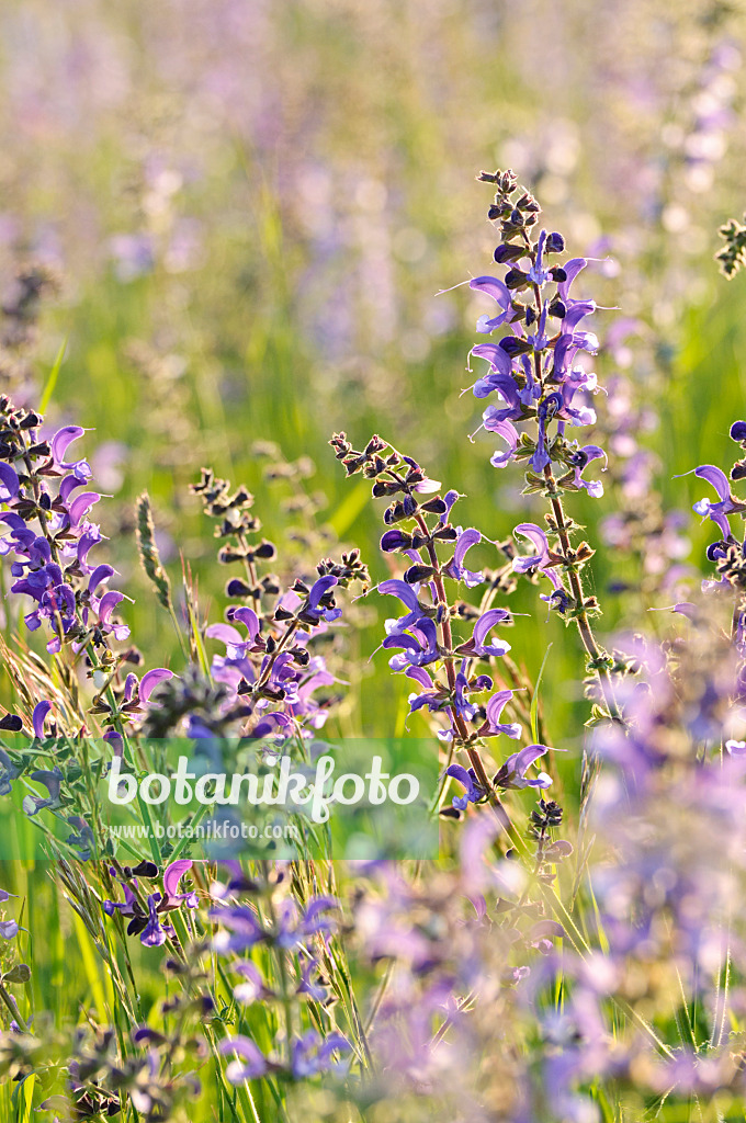 472090 - Meadow clary (Salvia pratensis)