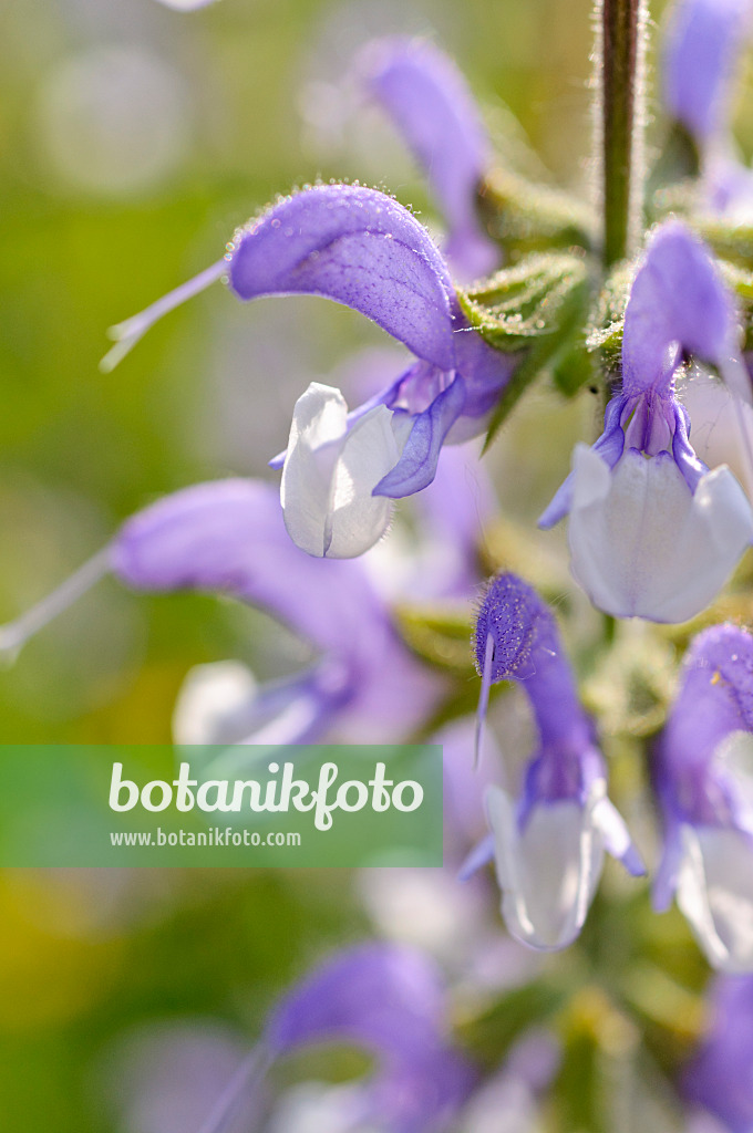 472267 - Meadow clary (Salvia pratensis)