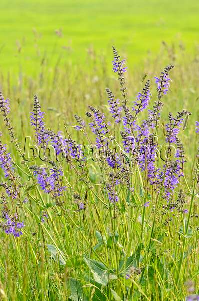 545037 - Meadow clary (Salvia pratensis)