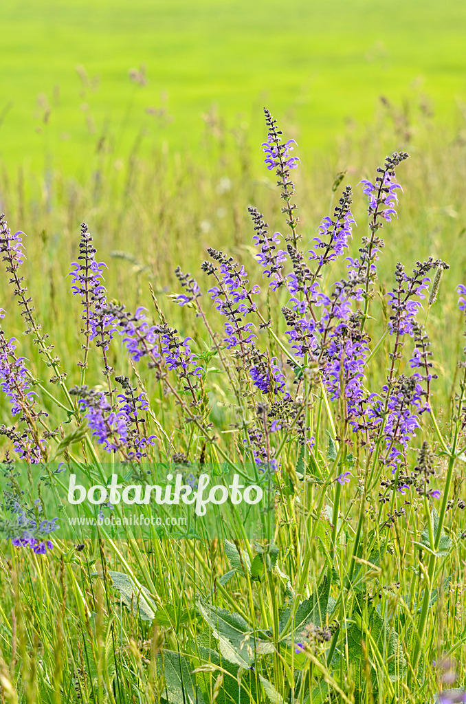 545037 - Meadow clary (Salvia pratensis)