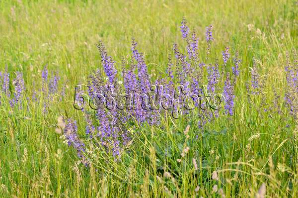 545038 - Meadow clary (Salvia pratensis)