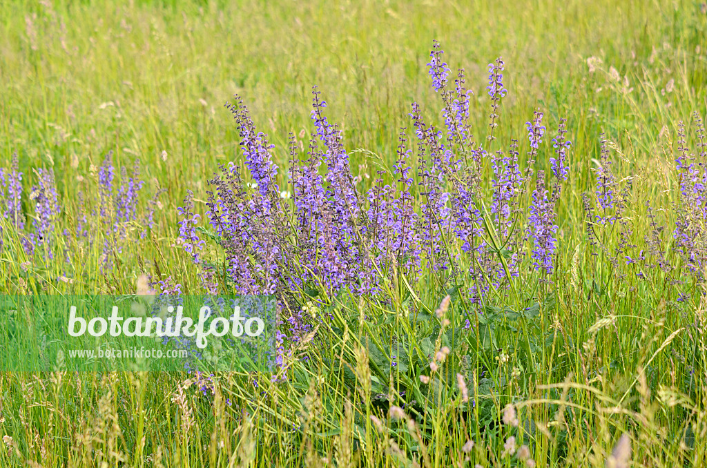 545038 - Meadow clary (Salvia pratensis)