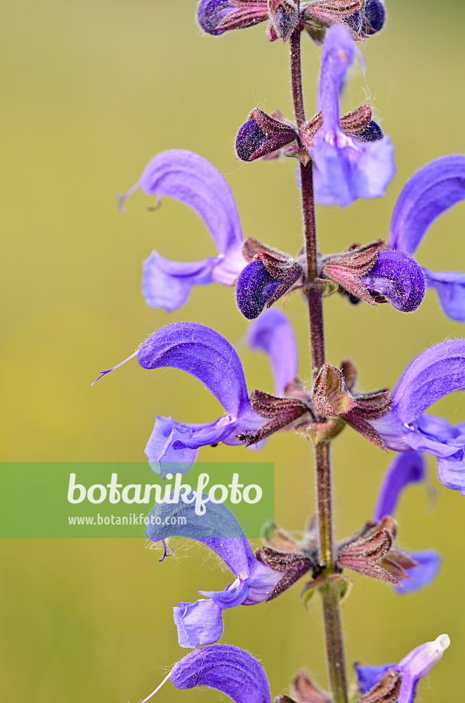 545039 - Meadow clary (Salvia pratensis)