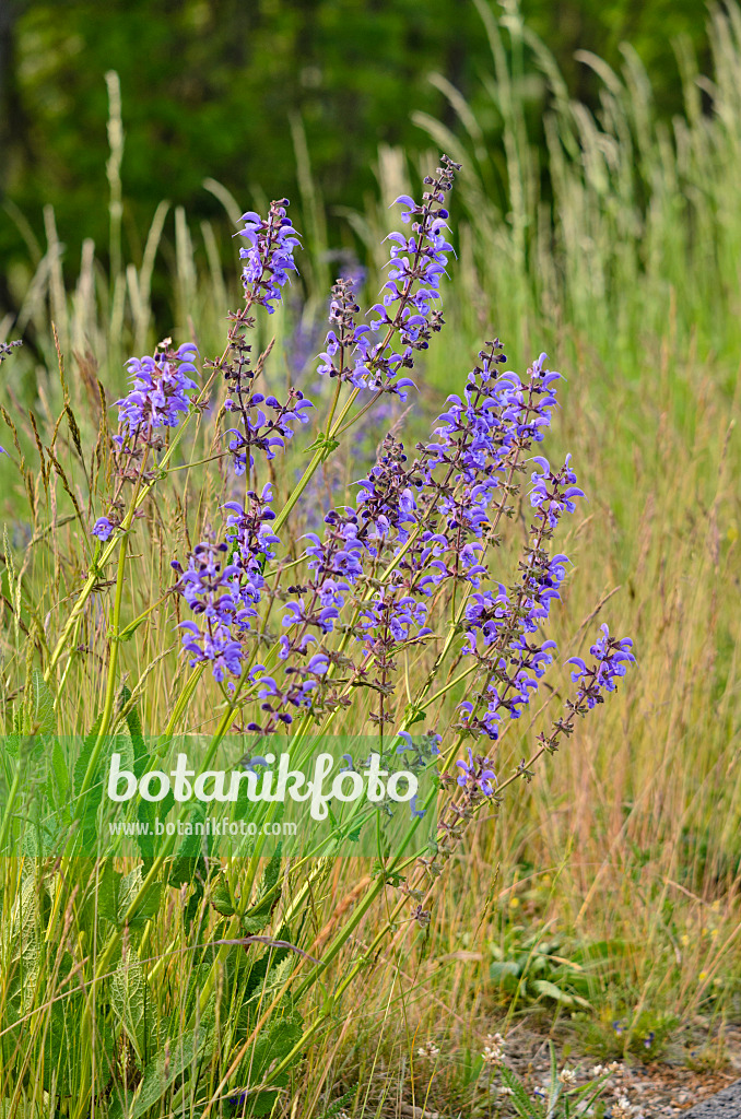 545040 - Meadow clary (Salvia pratensis)