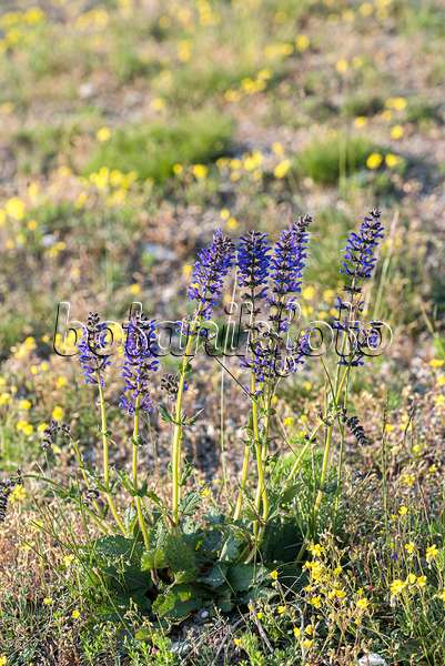 651508 - Meadow clary (Salvia pratensis)