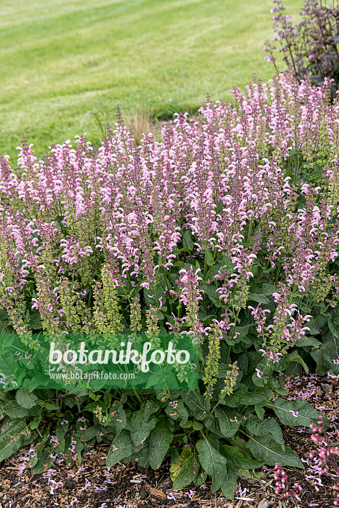 607202 - Meadow clary (Salvia pratensis 'Fashionista Ballerina Pink')