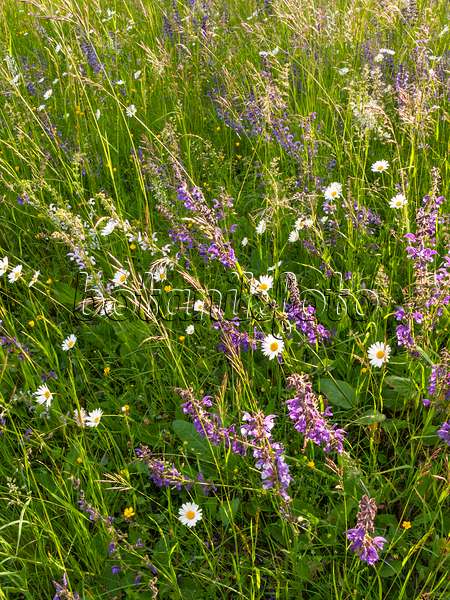 413040 - Meadow clary (Salvia pratensis) and oxeye daisy (Leucanthemum vulgare)