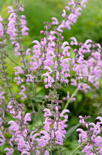 508103 - Meadow clary (Salvia pratensis 'Pink Delight')
