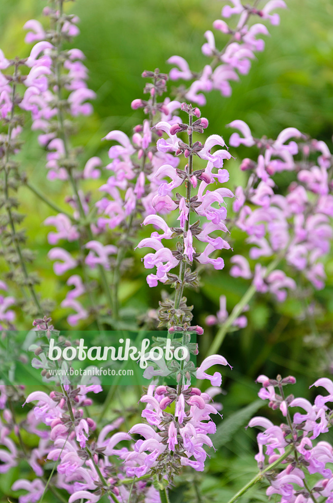 508103 - Meadow clary (Salvia pratensis 'Pink Delight')