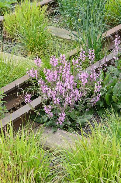 508104 - Meadow clary (Salvia pratensis 'Pink Delight') on a shut down elevated railway, High Line, New York, USA