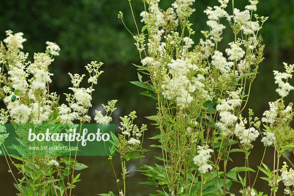 510068 - Meadow sweet (Filipendula ulmaria)