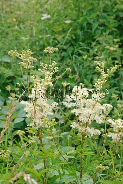 518005 - Meadow sweet (Filipendula ulmaria)