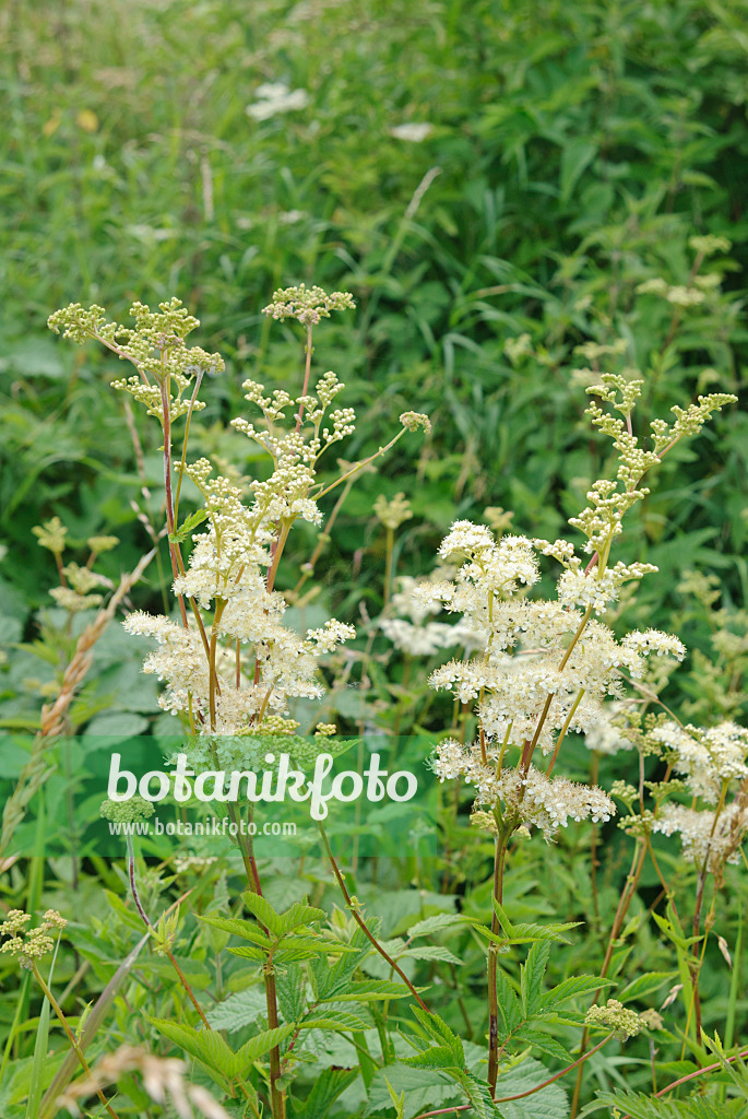 518005 - Meadow sweet (Filipendula ulmaria)