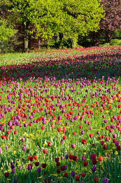 484050 - Meadow with tulips (Tulipa)