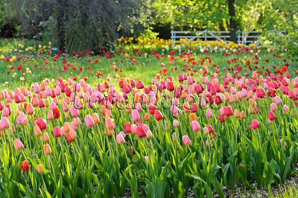 484052 - Meadow with tulips (Tulipa)