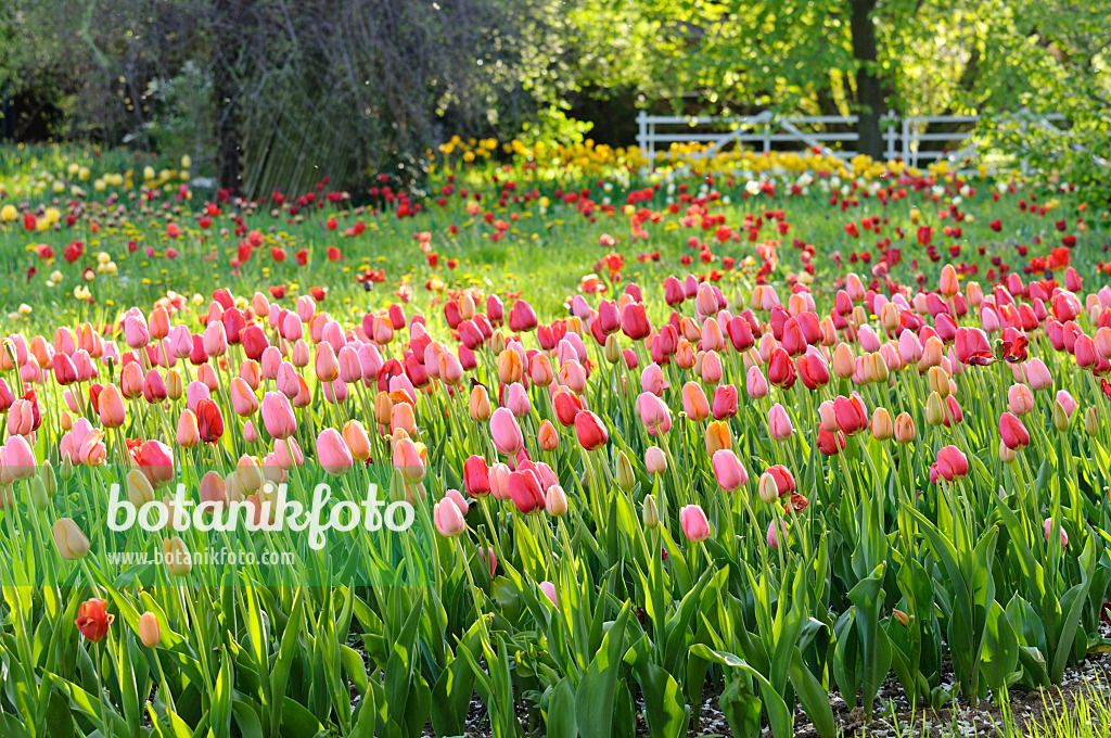 484052 - Meadow with tulips (Tulipa)