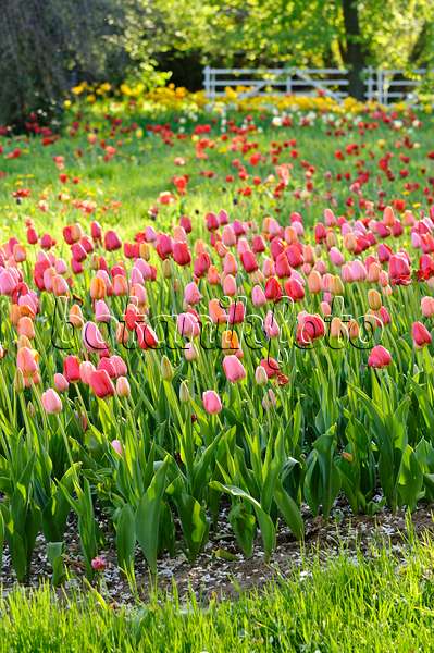 484053 - Meadow with tulips (Tulipa)